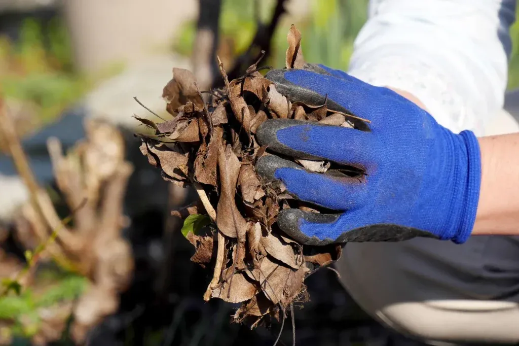 Woman wearing blue gloves holding dried leaves while gardening